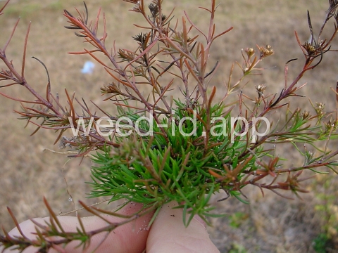 juniper-leaf